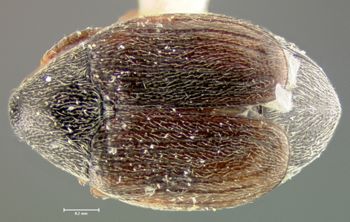 Media type: image;   Entomology 25051 Aspect: habitus dorsal view